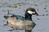 Image. Green Pygmy Goose
