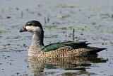 Image. Green Pygmy Goose