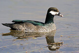 Image. Green Pygmy Goose
