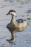 Image. Green Pygmy Goose