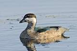 Image. Green Pygmy Goose
