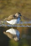 Image. Green Sandpiper