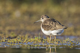 Image. Green Sandpiper
