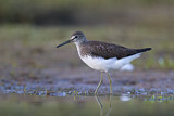 Image. Green Sandpiper