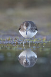 Image. Green Sandpiper
