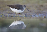 Image. Green Sandpiper