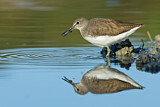 Image. Green Sandpiper