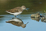 Image. Green Sandpiper