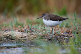 Image. Green Sandpiper