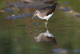 Image. Green Sandpiper