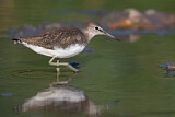 Image. Green Sandpiper