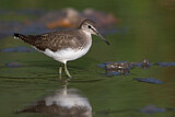Image. Green Sandpiper