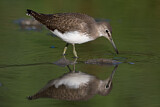 Image. Green Sandpiper
