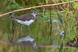Image. Green Sandpiper