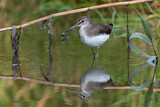 Image. Green Sandpiper