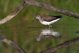 Image. Green Sandpiper
