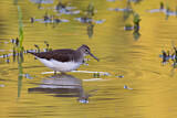 Image. Green Sandpiper