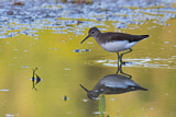 Image. Green Sandpiper