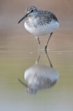Image. Green Sandpiper