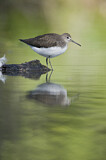 Image. Green Sandpiper