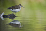 Image. Green Sandpiper