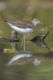 Image. Green Sandpiper