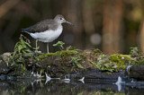 Image. Green Sandpiper