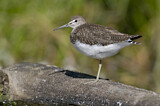 Image. Green Sandpiper