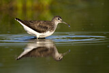 Image. Green Sandpiper