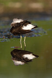 Image. Green Sandpiper