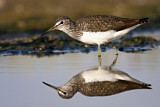 Image. Green Sandpiper
