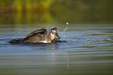 Image. Green Sandpiper