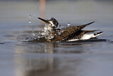 Image. Green Sandpiper