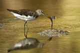 Image. Green Sandpiper