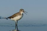 Image. Green Sandpiper