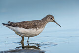 Image. Green Sandpiper