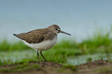 Image. Green Sandpiper