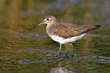 Image. Green Sandpiper