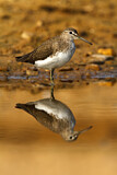 Image. Green Sandpiper