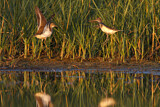 Image. Green Sandpiper