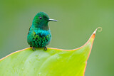 Image. Green Thorntail