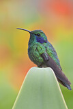 Image. Green Violetear
