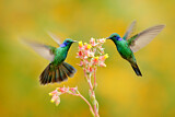 Image. Green Violetear
