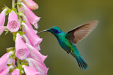 Image. Green Violetear