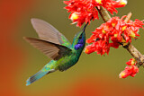 Image. Green Violetear