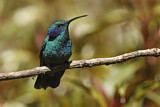 Image. Green Violetear