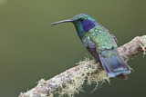 Image. Green Violetear