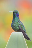 Image. Green Violetear