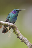 Image. Green Violetear
