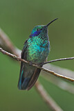 Image. Green Violetear